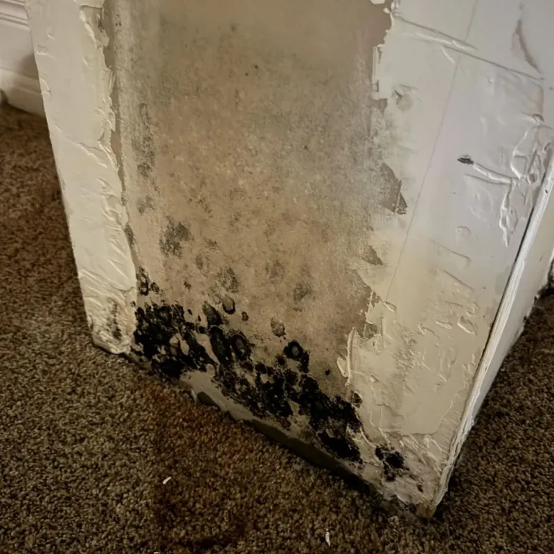 Professional Mold Removal in Highland, KS